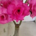 ENXERTO 12552 – 20cm (cor LM 04)