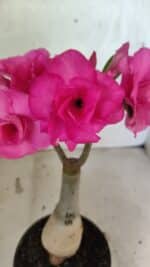 ENXERTO 12552 – 20cm (cor LM 04)