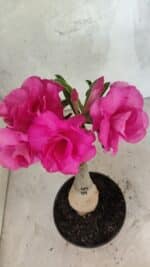 ENXERTO 12552 – 20cm (cor LM 04) - Imagem 4