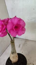 ENXERTO 12552 – 20cm (cor LM 04) - Imagem 5