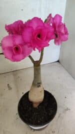 ENXERTO 12552 – 20cm (cor LM 04) - Imagem 8