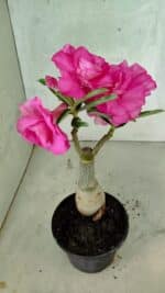 ENXERTO 12552 – 20cm (cor LM 04) - Imagem 6