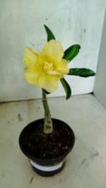 ENXERTO 12553 – 20cm (cor LM 490) - Imagem 2