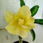 ENXERTO 12553 – 20cm (cor LM 490)