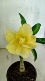 ENXERTO 12553 – 20cm (cor LM 490)