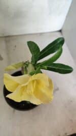 ENXERTO 12553 – 20cm (cor LM 490) - Imagem 4