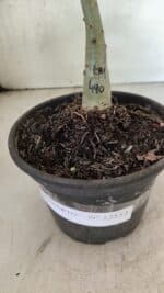 ENXERTO 12553 – 20cm (cor LM 490) - Imagem 6