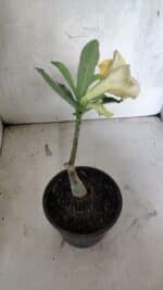 ENXERTO 12553 – 20cm (cor LM 490) - Imagem 5