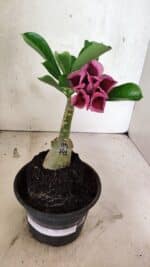 ENXERTO 12554 – 20cm (cor LM 741) - Imagem 7