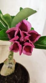 ENXERTO 12554 – 20cm (cor LM 741) - Imagem 8