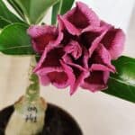 ENXERTO 12554 – 20cm (cor LM 741)