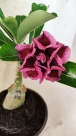 ENXERTO 12554 – 20cm (cor LM 741)