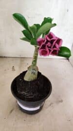 ENXERTO 12554 – 20cm (cor LM 741) - Imagem 2