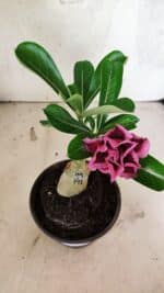 ENXERTO 12554 – 20cm (cor LM 741) - Imagem 6