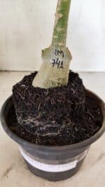 ENXERTO 12554 – 20cm (cor LM 741) - Imagem 5