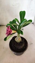 ENXERTO 12554 – 20cm (cor LM 741) - Imagem 4