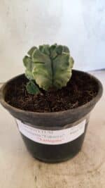 MATRIZ ASTROPHYTUM Myriostigma FUKURYU "VARIEGATA" Nº 1098 – vaso 15 - Imagem 2