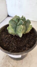 MATRIZ ASTROPHYTUM Myriostigma FUKURYU "VARIEGATA" Nº 1098 – vaso 15 - Imagem 9