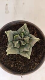 MATRIZ ASTROPHYTUM Myriostigma FUKURYU "VARIEGATA" Nº 1098 – vaso 15 - Imagem 3