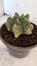 MATRIZ ASTROPHYTUM Myriostigma FUKURYU "VARIEGATA" Nº 1098 – vaso 15 - Imagem 7