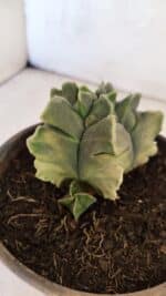 MATRIZ ASTROPHYTUM Myriostigma FUKURYU "VARIEGATA" Nº 1098 – vaso 15 - Imagem 6