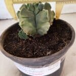 MATRIZ ASTROPHYTUM Myriostigma FUKURYU "VARIEGATA" Nº 1098 – vaso 15