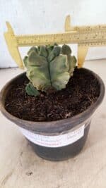 MATRIZ ASTROPHYTUM Myriostigma FUKURYU "VARIEGATA" Nº 1098 – vaso 15