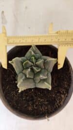 MATRIZ ASTROPHYTUM Myriostigma FUKURYU "VARIEGATA" Nº 1098 – vaso 15 - Imagem 5