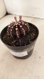 GYMNOCALYCIUM Friedrichii LB 2178 "Purple" - Nº 600 – vaso 09 - Imagem 9