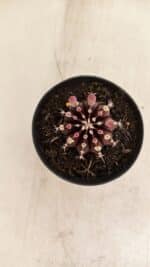 GYMNOCALYCIUM Friedrichii LB 2178 "Purple" - Nº 600 – vaso 09 - Imagem 3
