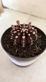 GYMNOCALYCIUM Friedrichii LB 2178 "Purple" - Nº 600 – vaso 09 - Imagem 5