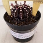 GYMNOCALYCIUM Friedrichii LB 2178 "Purple" - Nº 600 – vaso 09