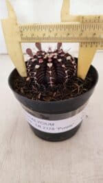 GYMNOCALYCIUM Friedrichii LB 2178 "Purple" - Nº 600 – vaso 09