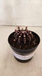 GYMNOCALYCIUM Friedrichii LB 2178 "Purple" - Nº 600 – vaso 09 - Imagem 7
