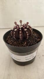 GYMNOCALYCIUM Friedrichii LB 2178 "Purple" - Nº 600 – vaso 09 - Imagem 2