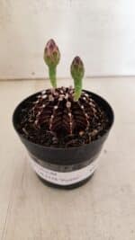 GYMNOCALYCIUM Friedrichii LB 2178 "Purple" - Nº 601 – vaso 09 - Imagem 2