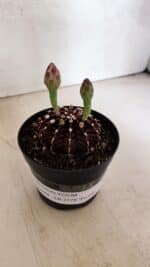 GYMNOCALYCIUM Friedrichii LB 2178 "Purple" - Nº 601 – vaso 09 - Imagem 9