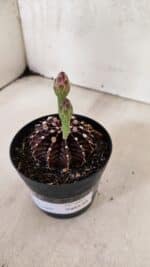 GYMNOCALYCIUM Friedrichii LB 2178 "Purple" - Nº 601 – vaso 09 - Imagem 8