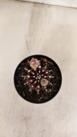 GYMNOCALYCIUM Friedrichii LB 2178 "Purple" - Nº 601 – vaso 09 - Imagem 3