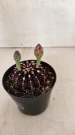 GYMNOCALYCIUM Friedrichii LB 2178 "Purple" - Nº 601 – vaso 09 - Imagem 7