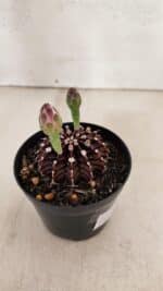 GYMNOCALYCIUM Friedrichii LB 2178 "Purple" - Nº 601 – vaso 09 - Imagem 5