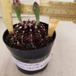GYMNOCALYCIUM Friedrichii LB 2178 "Purple" - Nº 601 – vaso 09