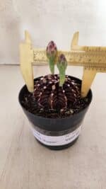 GYMNOCALYCIUM Friedrichii LB 2178 "Purple" - Nº 601 – vaso 09 - Imagem 4