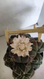 GYMNOCALYCIUM HORSTII "Colônia" Nº 578 – vaso 20 - Imagem 5