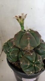 GYMNOCALYCIUM HORSTII "Colônia" Nº 578 – vaso 20 - Imagem 10