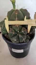 GYMNOCALYCIUM HORSTII "Colônia" Nº 578 – vaso 20 - Imagem 4