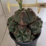 GYMNOCALYCIUM HORSTII "Colônia" Nº 578 – vaso 20