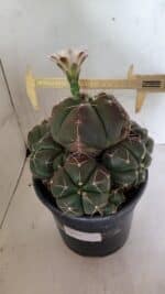 GYMNOCALYCIUM HORSTII "Colônia" Nº 578 – vaso 20