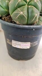 GYMNOCALYCIUM HORSTII "Colônia" Nº 578 – vaso 20 - Imagem 7