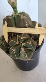 GYMNOCALYCIUM HORSTII "Colônia" Nº 578 – vaso 20 - Imagem 6